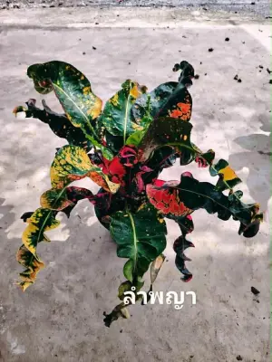 Croton Lam Pha Ya — rare Croton plant from Thailand