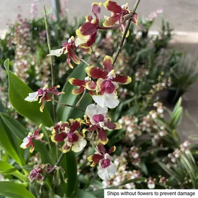 Cymbidium No. 01 — rare Cymbidium plant from Thailand