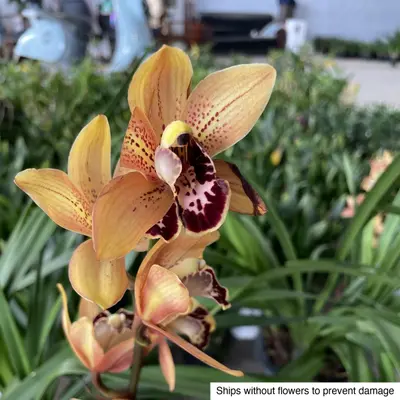 Cymbidium No. 02 — rare Cymbidium plant from Thailand