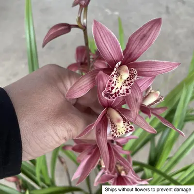 Cymbidium No. 03 — rare Cymbidium plant from Thailand