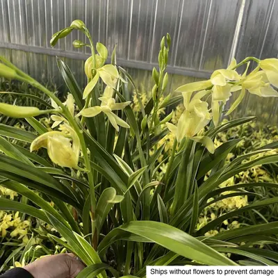 Cymbidium No. 04 — rare Cymbidium plant from Thailand