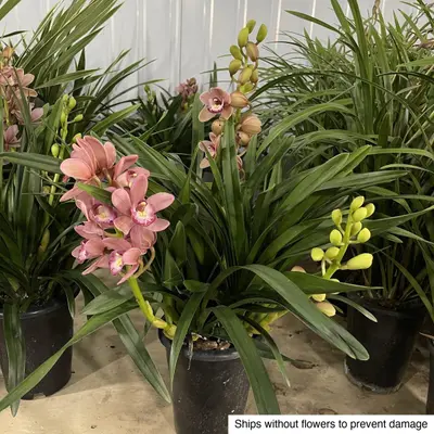 Cymbidium No. 05 — rare Cymbidium plant from Thailand