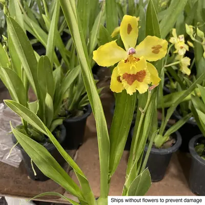Cymbidium No. 06 — rare Cymbidium plant from Thailand
