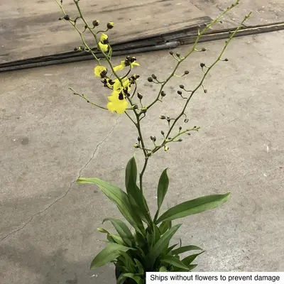 Cymbidium No. 07 — rare Cymbidium plant from Thailand