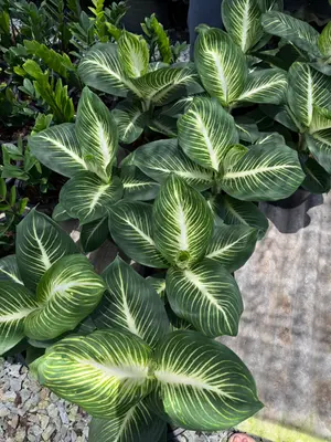 Dieffenbachia Baramee Sedthee — rare Dieffenbachia plant from Thailand