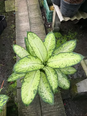 Dieffenbachia Hong Hern 2in1 — rare Dieffenbachia plant from Thailand