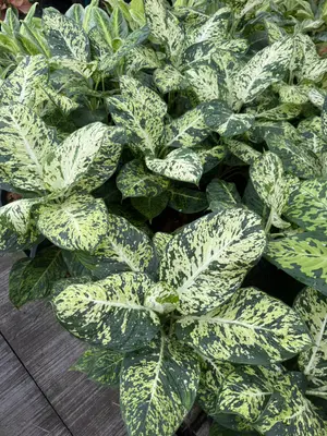 Dieffenbachia Kum ban 2in1 — rare Dieffenbachia plant from Thailand