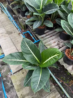 Dieffenbachia Nuea Barami 2in1 — rare Dieffenbachia plant from Thailand