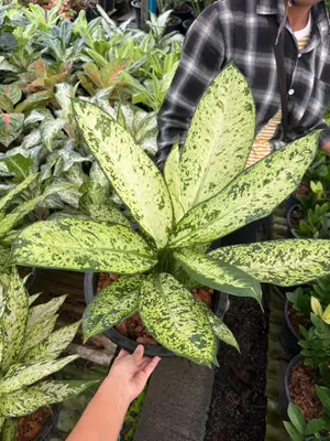 Dieffenbachia Phae Barami 2in1 — rare Dieffenbachia plant from Thailand