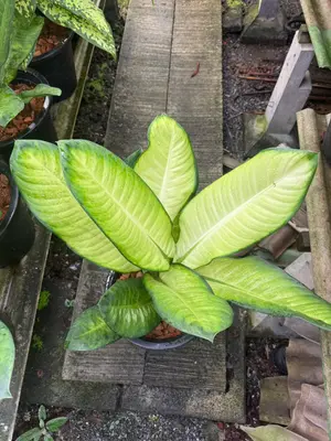 Dieffenbachia Phaya Hong 2in1 — rare Dieffenbachia plant from Thailand