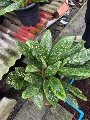 Dieffenbachia Phet Racha 2in1 — rare Dieffenbachia plant from Thailand
