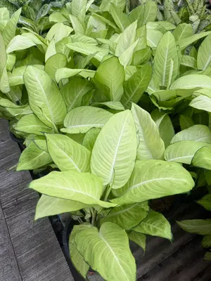 Dieffenbachia Pho thong 2in1 — rare Dieffenbachia plant from Thailand