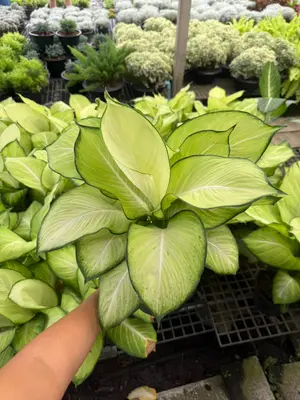 Dieffenbachia Saeng Chantra 2in1 — rare Dieffenbachia plant from Thailand