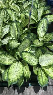 Dieffenbachia Sedthee Ruay Sap 2in1 — rare Dieffenbachia plant from Thailand