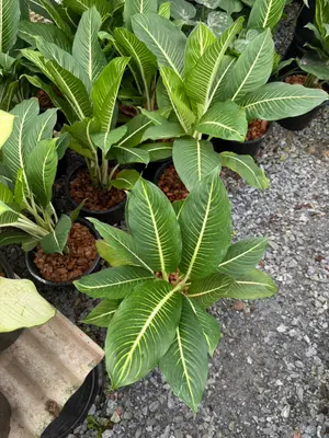 Dieffenbachia Serm Baramee 2in1 — rare Dieffenbachia plant from Thailand