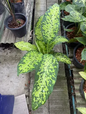 Dieffenbachia Suea Dao 2in1 — rare Dieffenbachia plant from Thailand