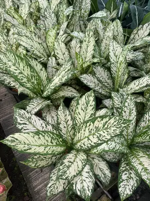 Dieffenbachia Thep mongkol — rare Dieffenbachia plant from Thailand