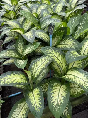 Dieffenbachia Tropical snow — rare Dieffenbachia plant from Thailand