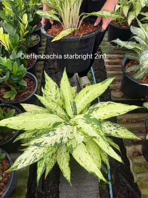 Dieffenbachia starbright 2in1 — rare Dieffenbachia plant from Thailand