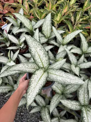 Dieffenbachia udomsub — rare Dieffenbachia plant from Thailand