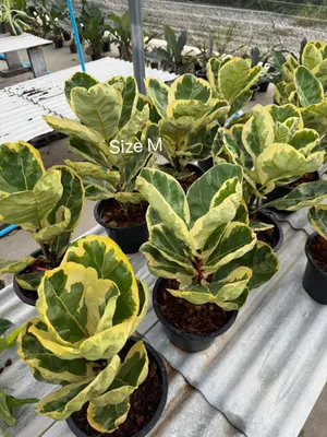 Ficus variegated — rare Ficus plant from Thailand
