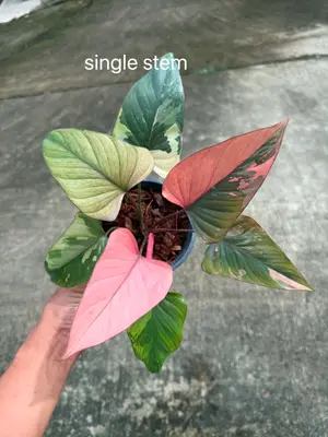 Homalomena Pink diamond — rare Homalomena plant from Thailand