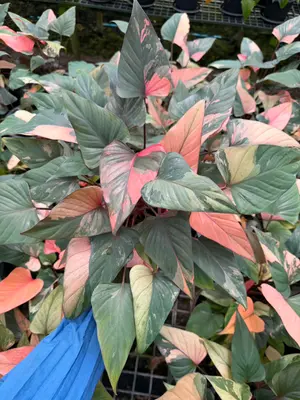 Homalomena Pink diamond multiple stem (2-3 stems) — rare Homalomena plant from Thailand