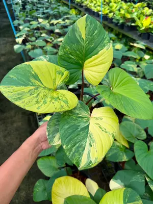 Variegated Homalomena rubescens — rare Homalomena plant from Thailand