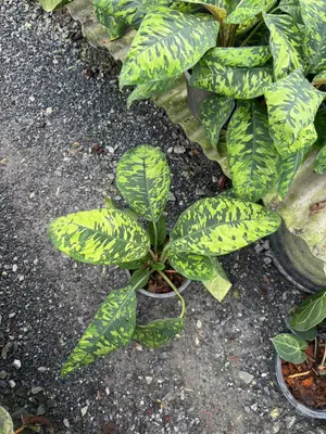 Homalomena Wallisii — rare Homalomena plant from Thailand