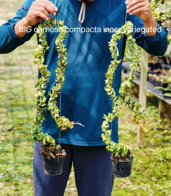 Hoya BIG carnosa compacta inner variegated — rare Hoya plant from Thailand