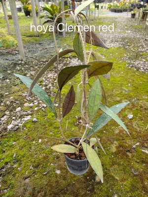 Hoya Clemen red — rare Hoya plant from Thailand