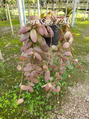 Hoya GPS 7240 — rare Hoya plant from Thailand