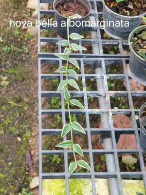 Hoya bella albomarginata — rare Hoya plant from Thailand