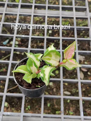 Hoya carnosa brazil — rare Hoya plant from Thailand