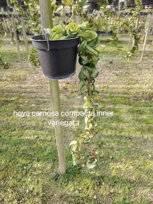 Hoya carnosa compacta inner variegata — rare Hoya plant from Thailand