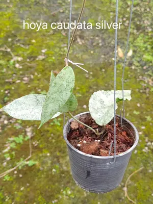 Hoya caudata silver — rare Hoya plant from Thailand