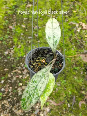 Hoya finlaysonii black silver — rare Hoya plant from Thailand