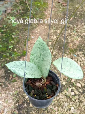 Hoya glabra silver gin — rare Hoya plant from Thailand