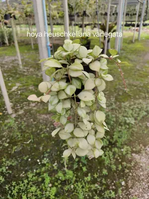 Hoya heuschkeliana variegata — rare Hoya plant from Thailand