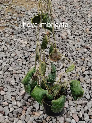 Hoya imbricata — rare Hoya plant from Thailand