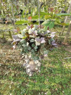 Hoya krohniana black silver — rare Hoya plant from Thailand