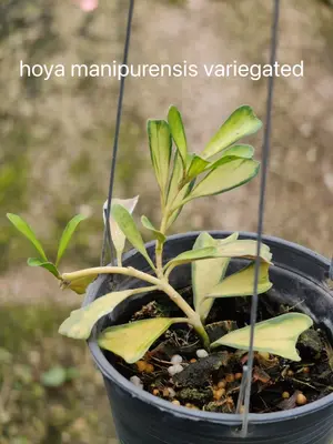 Hoya manipurensis variegated — rare Hoya plant from Thailand