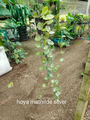 Hoya mathilde silver — rare Hoya plant from Thailand
