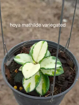 Hoya mathilde variegated — rare Hoya plant from Thailand