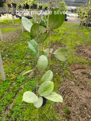 Hoya michele silver — rare Hoya plant from Thailand