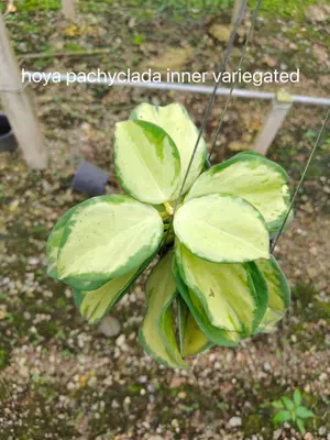 Hoya pachyclada inner variegated — rare Hoya plant from Thailand