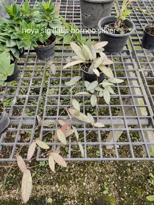 Hoya sigillatis borneo silver — rare Hoya plant from Thailand
