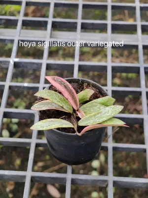 Hoya sigillatis outer variegated — rare Hoya plant from Thailand