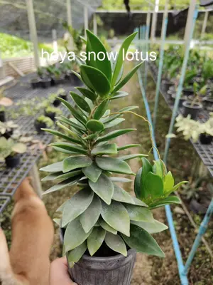 Hoya snow lotus — rare Hoya plant from Thailand