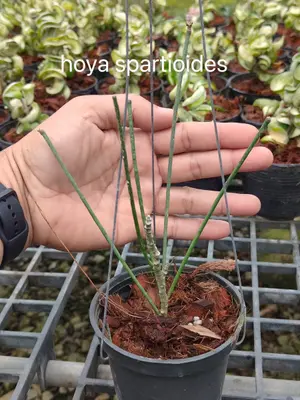 Hoya spartioides — rare Hoya plant from Thailand